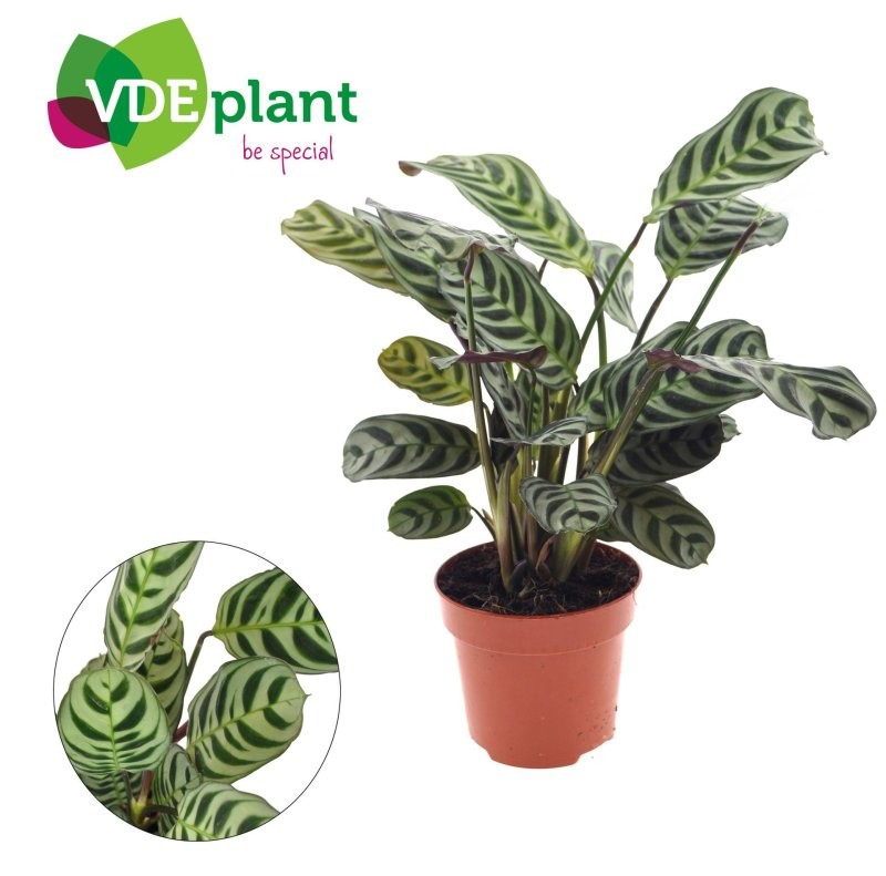 CTENANTHE M12 H20 Burle Maxii