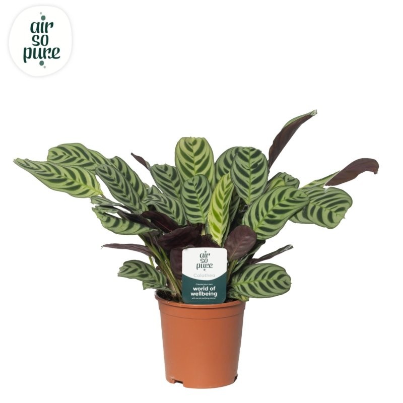 CTENANTHE M14 H40 Burle Maxii