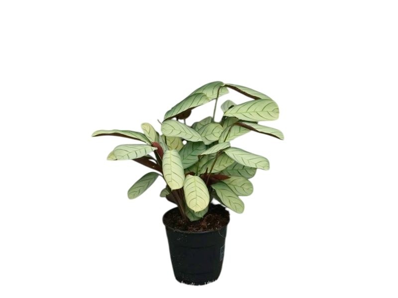 CTENANTHE AMAGRIS M12 H25