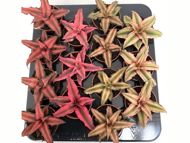 CRYPTANTHUS  M 6 mix