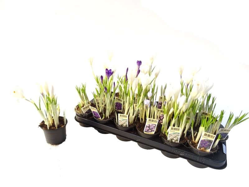 CROCUS  M 9 MIX