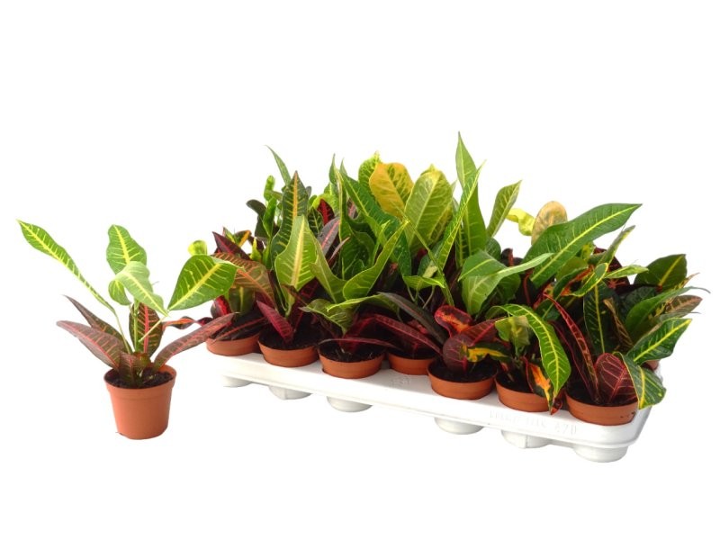 CROTON  M 9  Gold mix