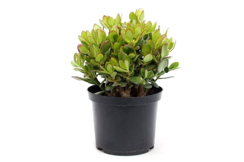 CRASSULA OVATA M23