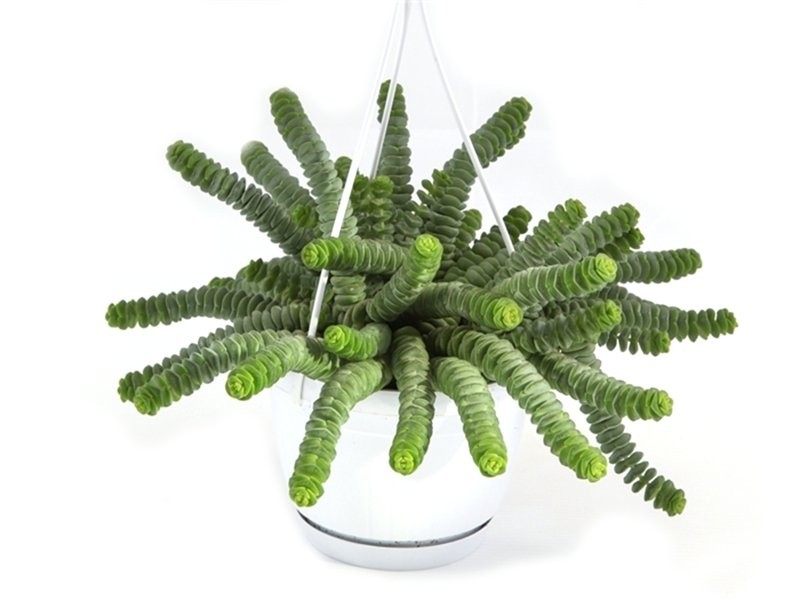CRASSULA HOTTENTOT  M14 PENJAR