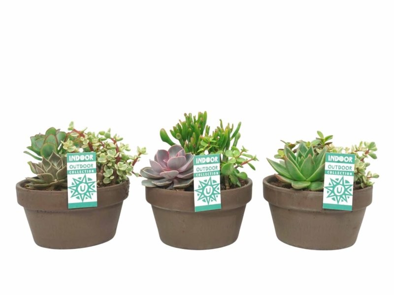 CRASAS COMPO M17 Tarrina terracota Lava