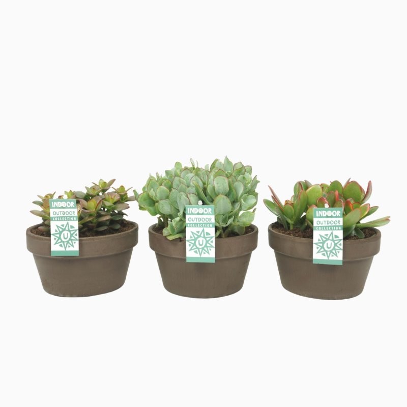 CRASAS  MIX  M17 Lava