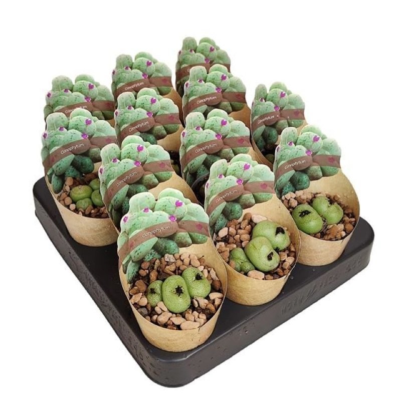 CONOPHYTUM sp. M 6 H 8