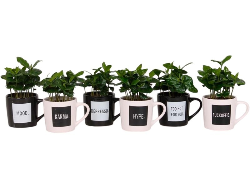 COFFEA ARABIGA TASSA CAFE CERAMICA M12