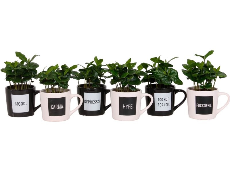 COFFEA ARABIGA TASSA CAFE CERAMICA M9