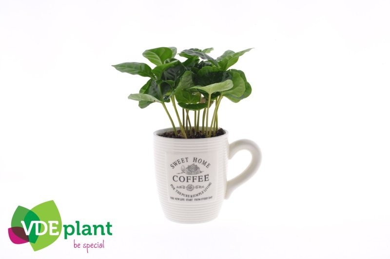 COFFEA ARABIGA TASSA CAFE CERAMICA M9