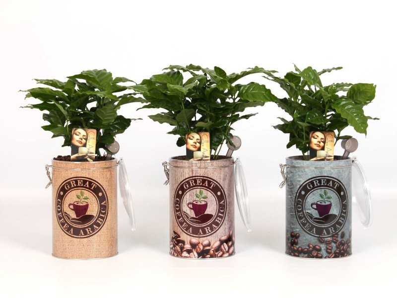 COFFEA ARABICA  M12 H35 LLAUNA ZINC