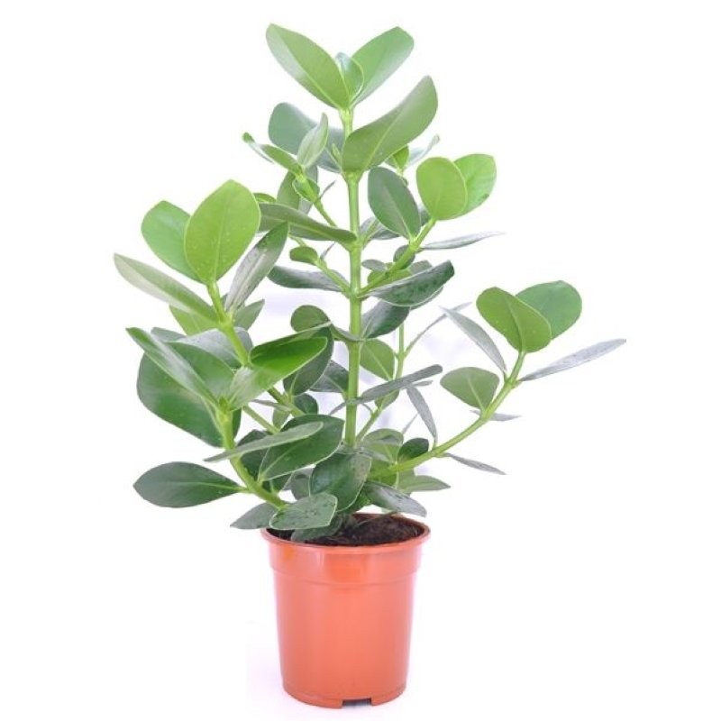 CLUSIA ROSEA PRINCESS M17 H50