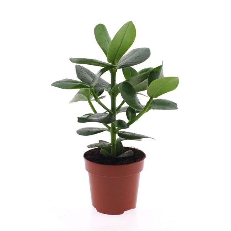 CLUSIA ROSEA PRINCESS M12 H30