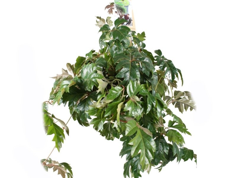 CISSUS  PENJAR  M17 Hellen Danica