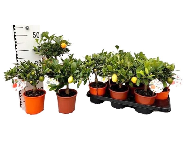 CITRUS MICROCARPA M14 H30 MIX
