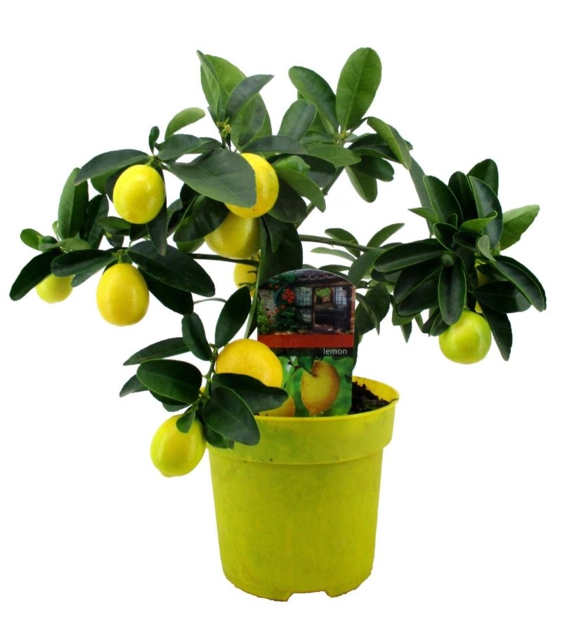 CITRUS LIMON M14 H30 sobre tronco