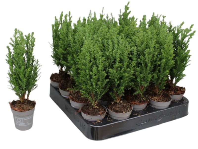 CHAMAECYPARIS ELWOODII  M 5.5
