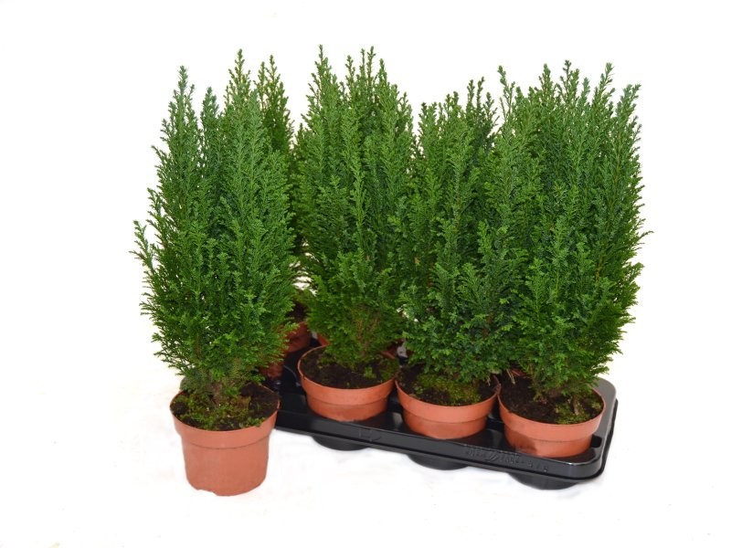 CHAMAECYPARIS ELWOODII  M13