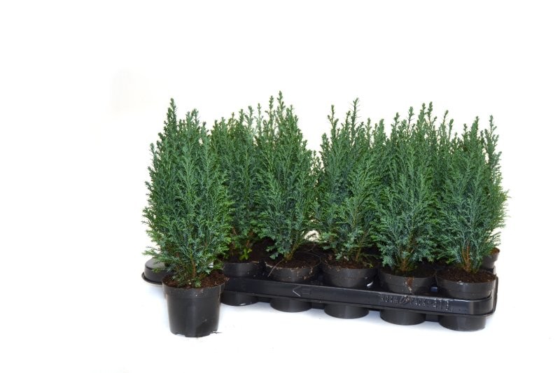 CHAMAECYPARIS ELWOODII  M 9