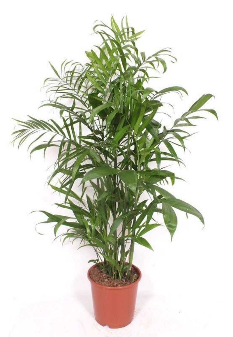 CHAMAEDOREA  M24-130cm. Seifritzii