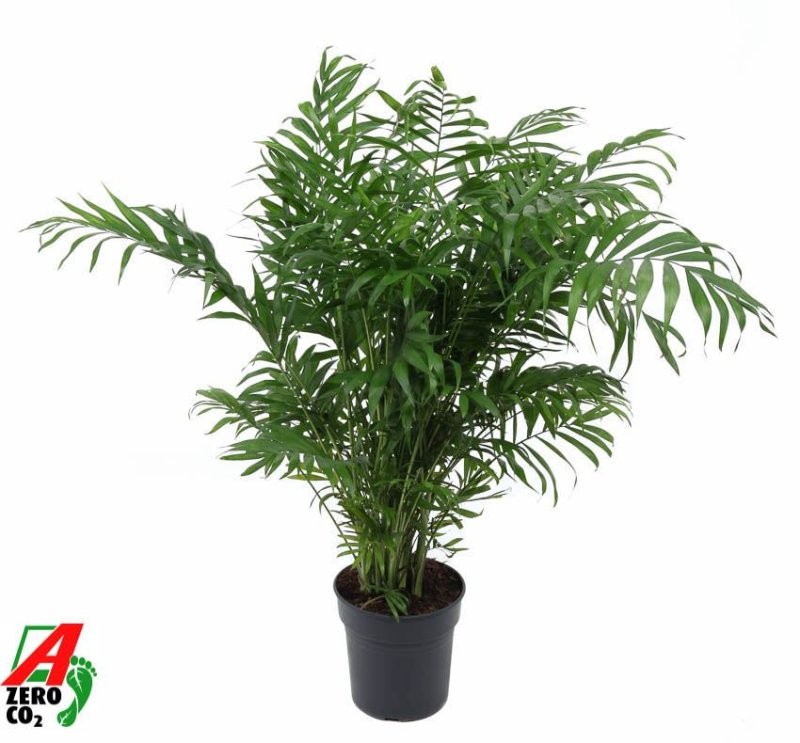 CHAMAEDOREA  M21-100cm. Ho.