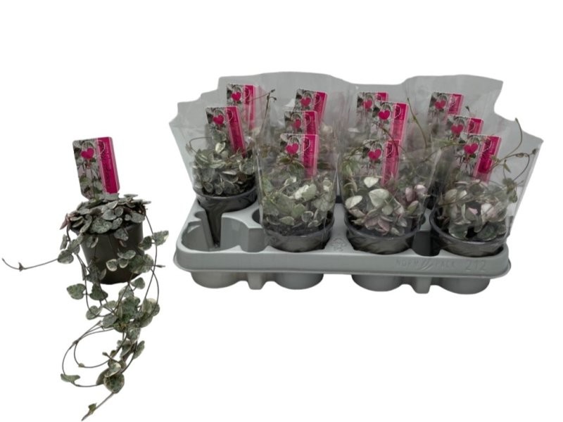 CEROPEGIA WOODII  M 9 Variegata