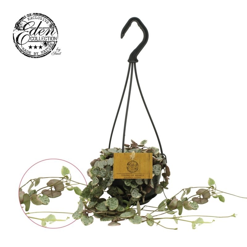 CEROPEGIA WOODII   M11 PENJAR Variegada