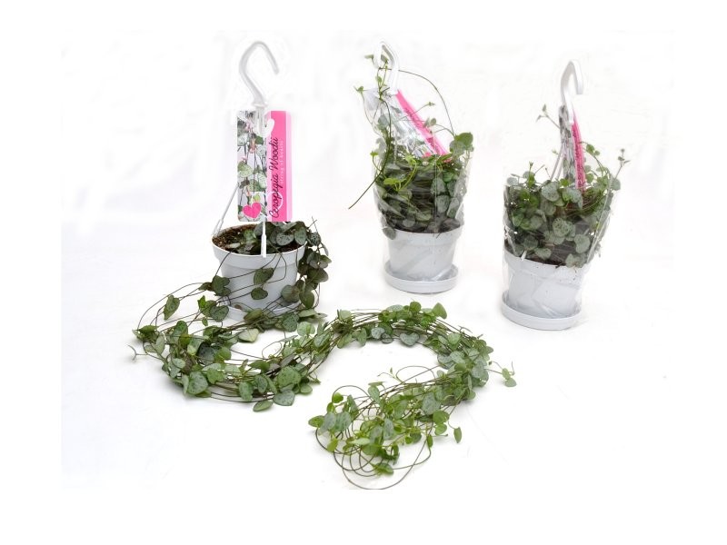 CEROPEGIA WOODII   M11 PENJAR