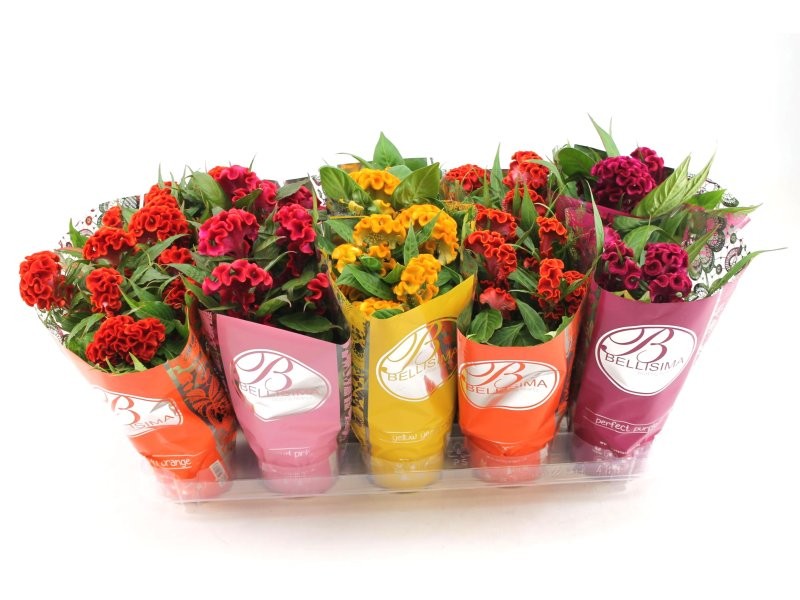 CELOSIA TWISTER MIX M12