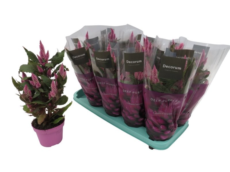 CELOSIA MERIDA PINK M12