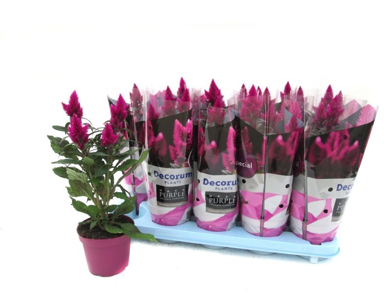 APHELANDRA SQUARROSE Dania D13 H35