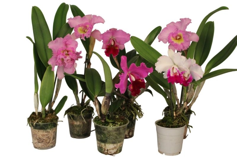 CATLEYA  M12 mix FLORS GRANS