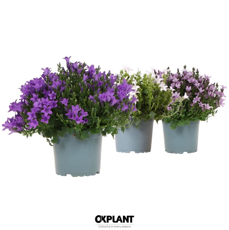 CAMPANULA  M11 AMBELLA MIX