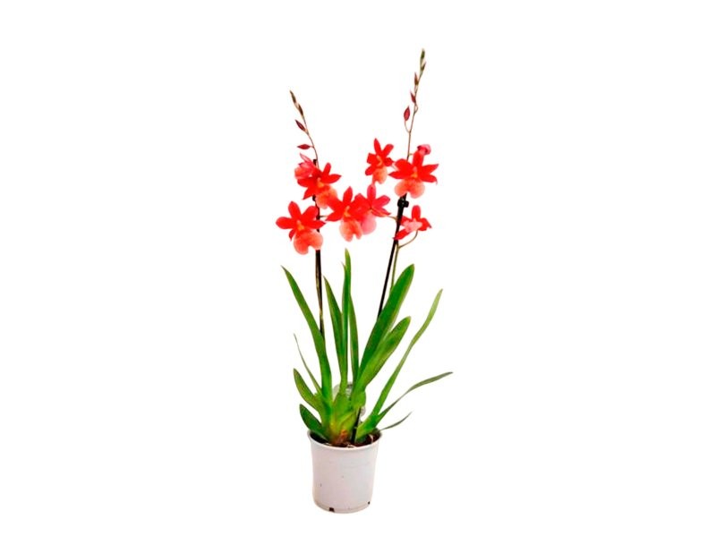 CAMBRIA  NELLY ISLER 2 vares M12-55cm.