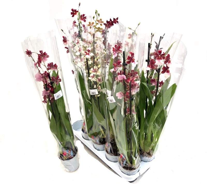 CAMBRIA  M12- 70cm. MIX 2 vares