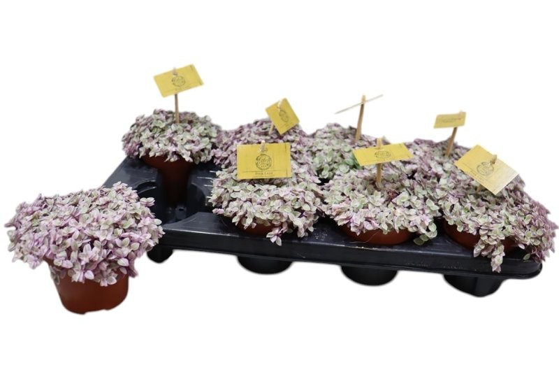 CALLISIA VARIEGATA  M10