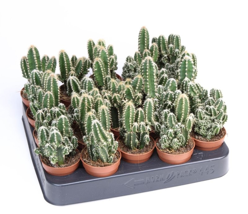 CACTUS ORDINADOR M 6 cereus peru.flori. (safa.x20
