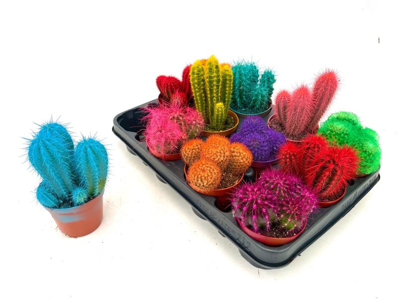 CACTUS COLOR  M8,5 bandeja x12