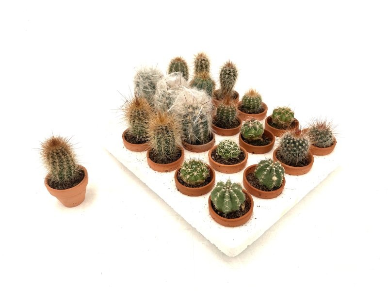 CACTUS   M 3 (safata 20 und)