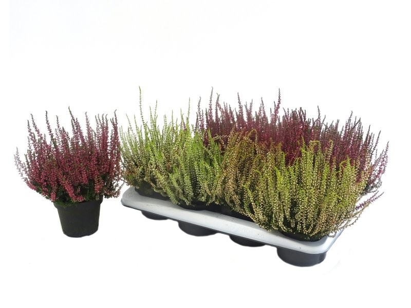 CALLUNA  M12 mix