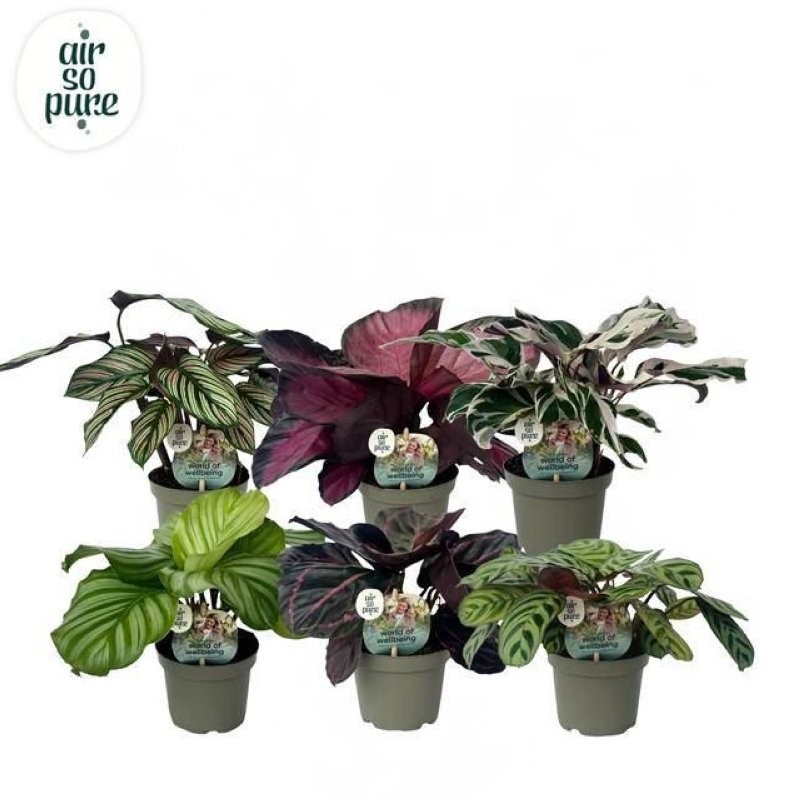 CALATHEA M 9 MIX
