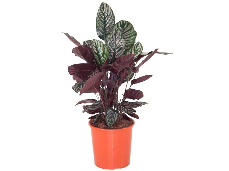 CALATHEA  M27-90cm.  ORNATA