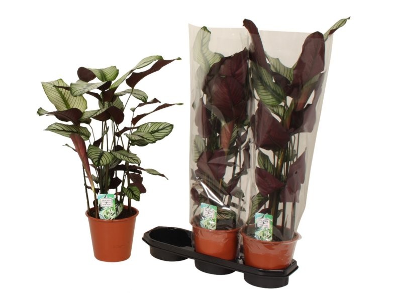 CALATHEA  M19  WHITE STAR