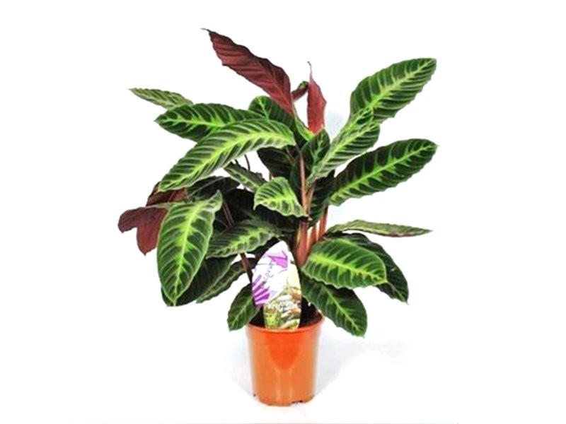 CALATHEA  M19  WARSCEWICZII