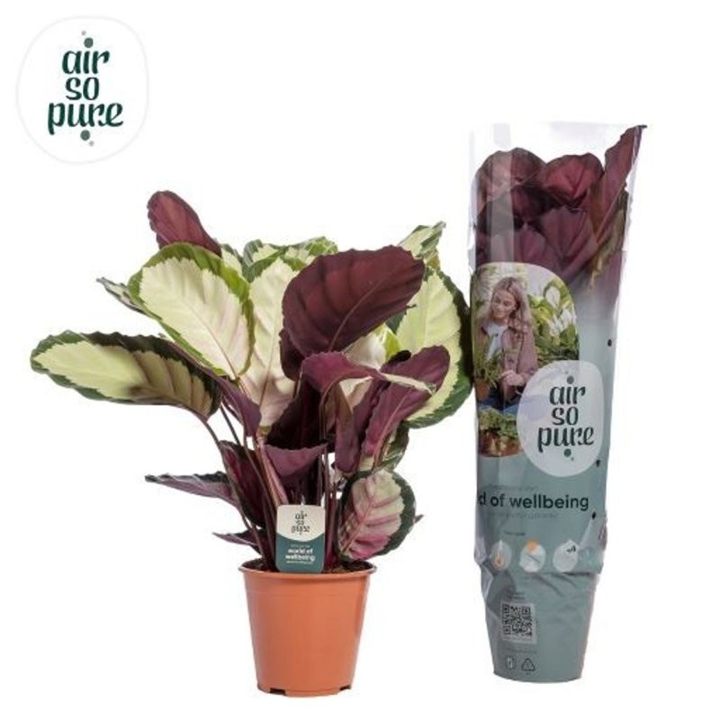 CALATHEA  M19  ROSEOPICTA SILVIA