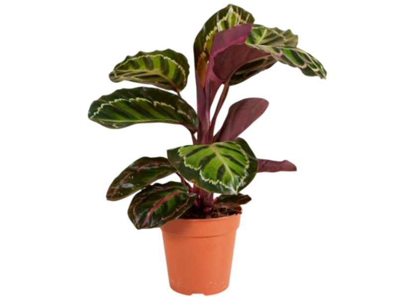 CALATHEA  M19  ROSEOPICTA ANGELA Northornlight