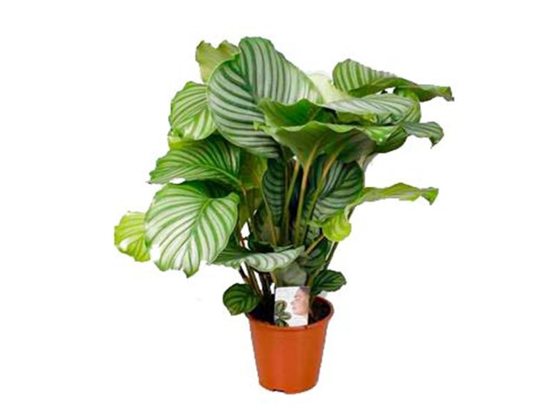 CALATHEA  M19  ORBIFOLIA