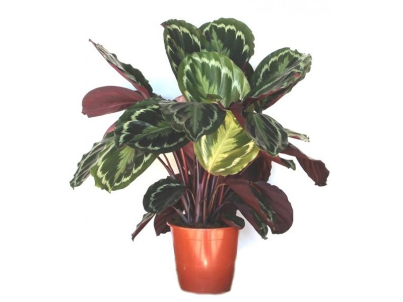CALATHEA  M19  MEDAILLON