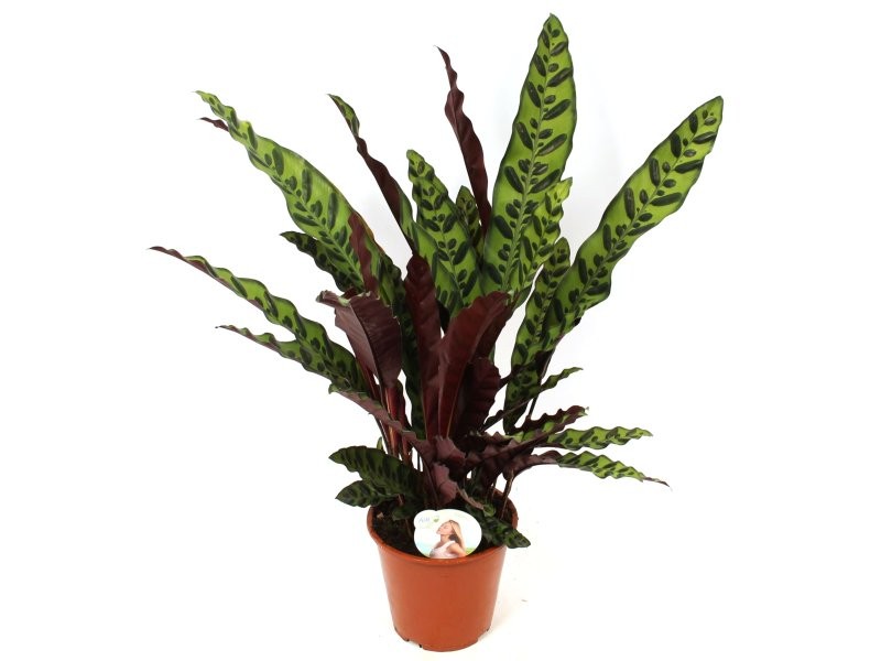 CALATHEA  M19  LANCIFOLIA