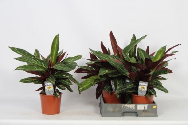 CALATHEA  M17  MAGICSTAR